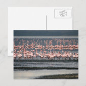 Flamingos bij het meer van Nakuru in Kenia Briefkaart (Voorkant / Achterkant)