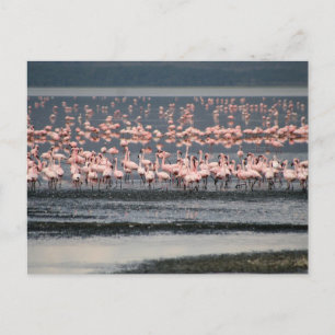 Flamingos bij het meer van Nakuru in Kenia Briefkaart