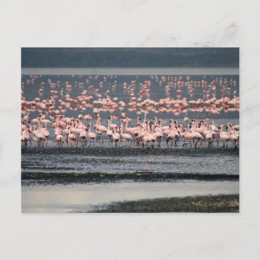 Flamingos bij het meer van Nakuru in Kenia Briefkaart (Voorkant)
