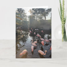Flamingo's bij zonsopgang wenskaart