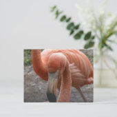 Flamingos Briefkaart (Staand voorkant)