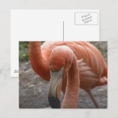 Flamingos Briefkaart (Voorkant / Achterkant)