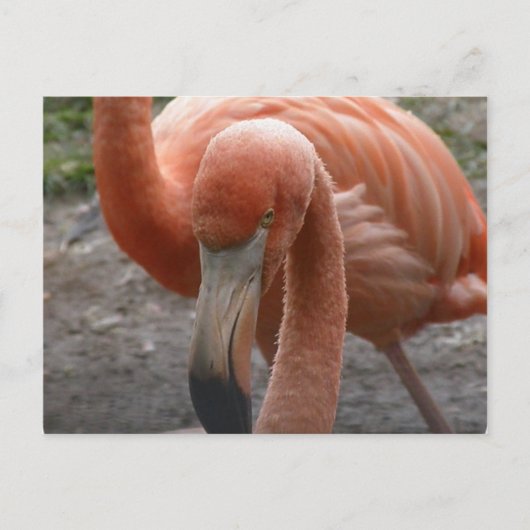 Flamingos Briefkaart (Voorkant)