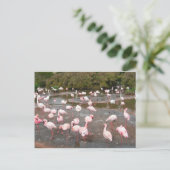 Flamingos briefkaart (Staand voorkant)