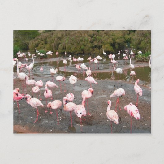Flamingos briefkaart (Voorkant)