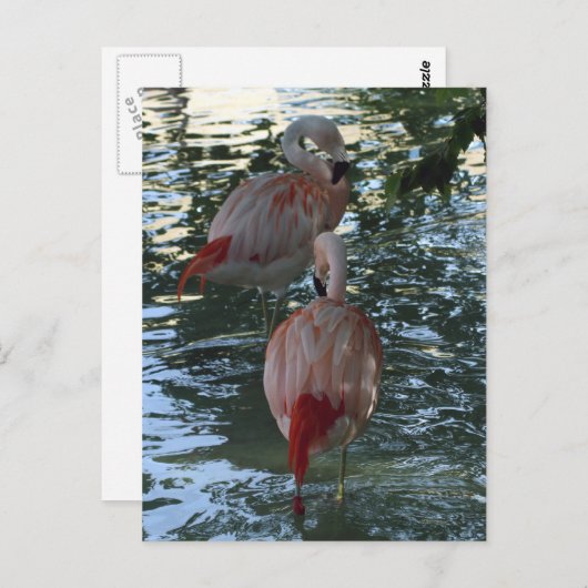 Flamingos Briefkaart (Voorkant / Achterkant)