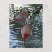 Flamingos Briefkaart (Voorkant)