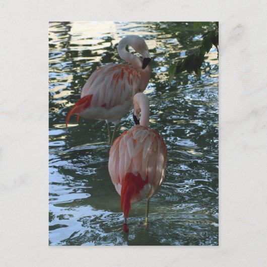 Flamingos Briefkaart (Voorkant)