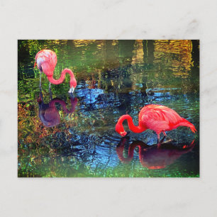 Flamingos Briefkaart