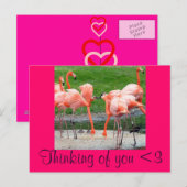 Flamingos Briefkaart (Voorkant / Achterkant)