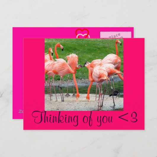 Flamingos Briefkaart (Voorkant / Achterkant)