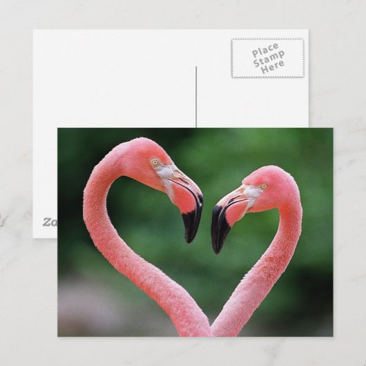 Flamingos briefkaart (Voorkant / Achterkant)