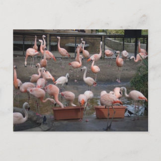 Flamingos Briefkaart