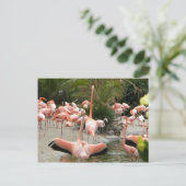 Flamingos Briefkaart (Staand voorkant)