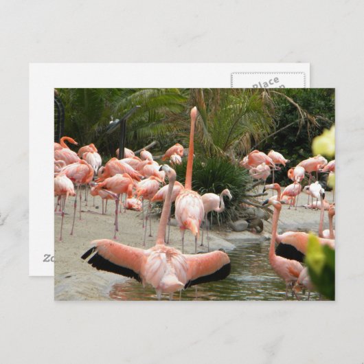 Flamingos Briefkaart (Voorkant / Achterkant)