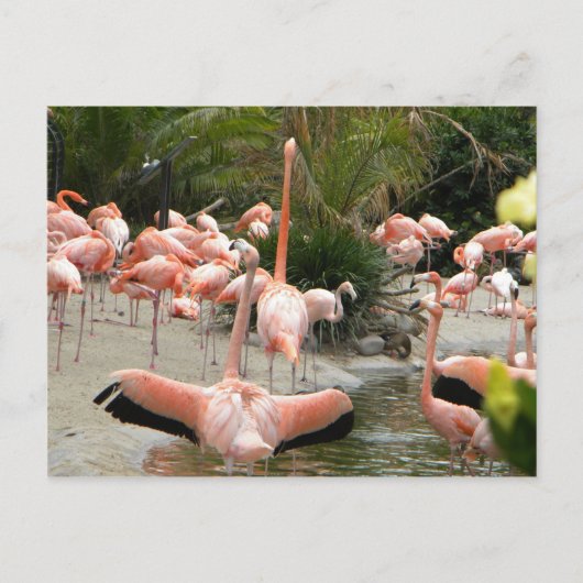 Flamingos Briefkaart (Voorkant)