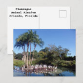 Flamingos Briefkaart (Voorkant / Achterkant)