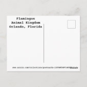 Flamingos Briefkaart (Achterkant)