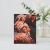 Flamingos Briefkaart (Staand voorkant)