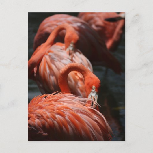 Flamingos Briefkaart (Voorkant)