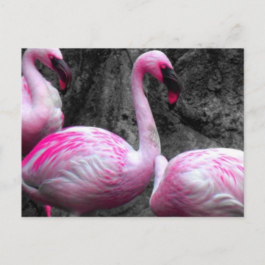 ~Flamingos~ BRIEFKAART (Voorkant)
