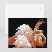 Flamingos Briefkaart (Voorkant / Achterkant)