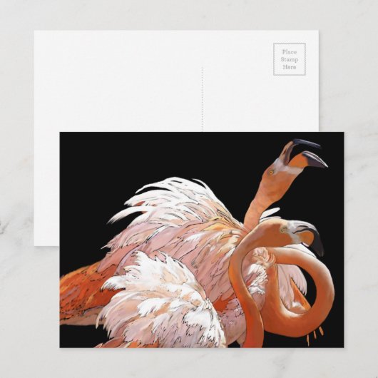 Flamingos Briefkaart (Voorkant / Achterkant)