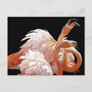 Flamingos Briefkaart