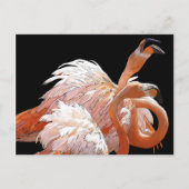 Flamingos Briefkaart (Voorkant)