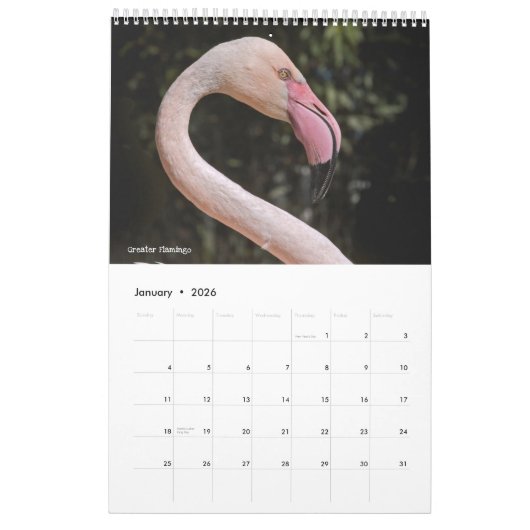 Flamingos Calendar Kalender (Jan 2026)