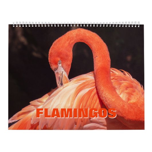 Flamingos Calendar Kalender (Hoes)
