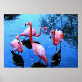 Flamingos Dancing Poster (Voorkant)