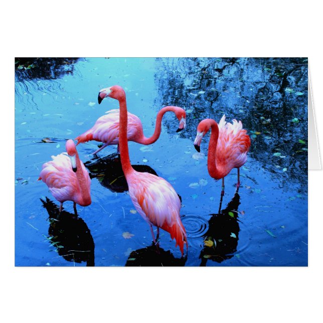 Flamingos dansen (Voorkant Horizontaal)