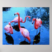 Flamingo's Dansen Poster (Voorkant)