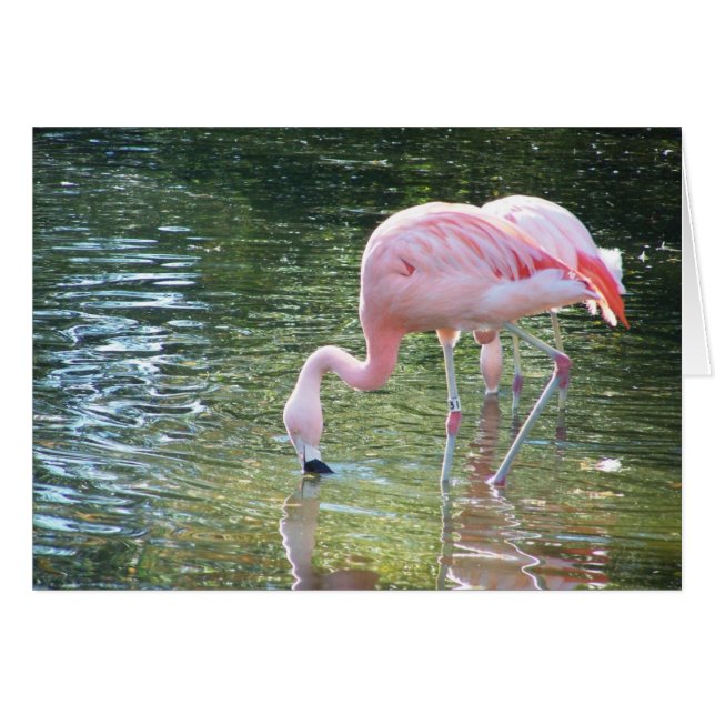 Flamingo's Drink (Voorkant Horizontaal)