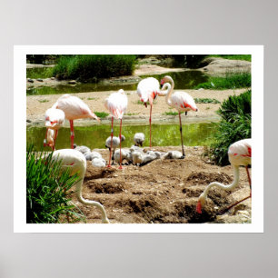 Flamingo's en kuikens poster