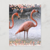 Flamingos en waterval briefkaart (Voorkant)