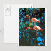 Flamingos FL Briefkaart (Voorkant / Achterkant)