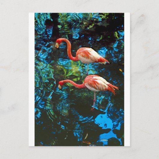 Flamingos FL Briefkaart (Voorkant)
