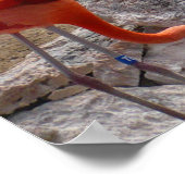 Flamingos Flamingoes Pink Wading Birds Poster (Hoek)