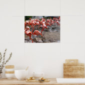 Flamingos Flamingoes Pink Wading Birds Poster (Keuken)
