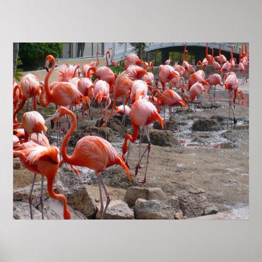 Flamingos Flamingoes Pink Wading Birds Poster (Voorkant)