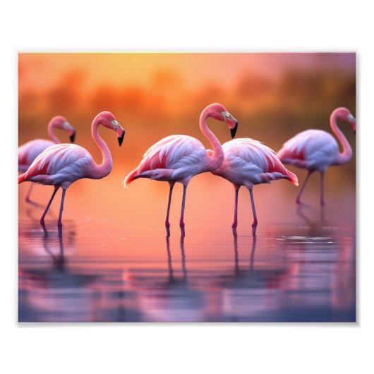 Flamingo's Foto Afdruk (Voorkant)