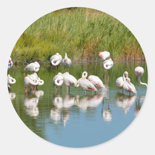 Flamingos-groep in Camargue in het Franse Briefkaa Ronde Sticker (Voorkant)