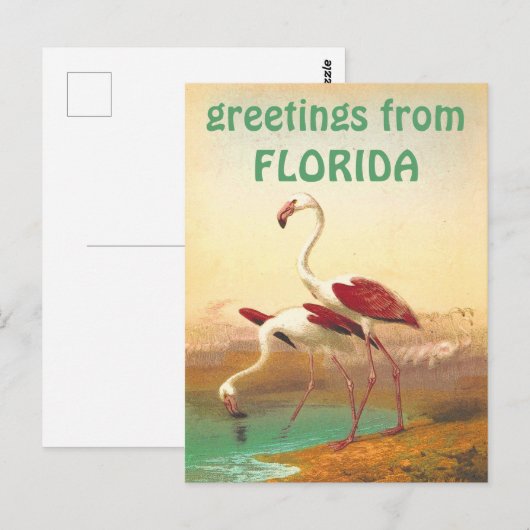 Flamingos-groeten uit Florida Briefkaart (Voorkant / Achterkant)
