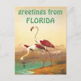 Flamingos-groeten uit Florida Briefkaart
