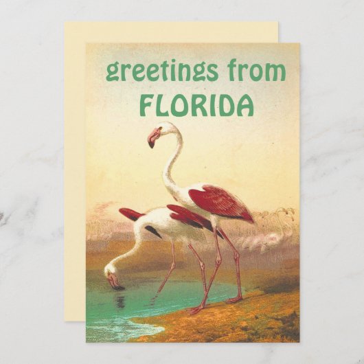  Flamingos-groeten uit Florida Kaart (Voorkant / Achterkant)
