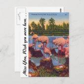Flamingos in Florida Briefkaart (Voorkant / Achterkant)