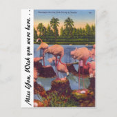 Flamingos in Florida Briefkaart (Voorkant)