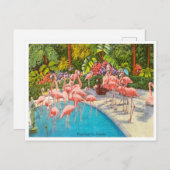  Flamingos in Florida Travel Briefkaart (Voorkant / Achterkant)